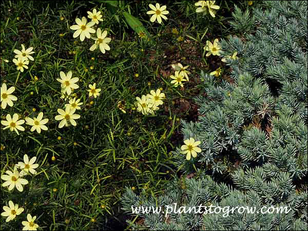 Coreopsis Moonbeam and Blue Star Juniper.